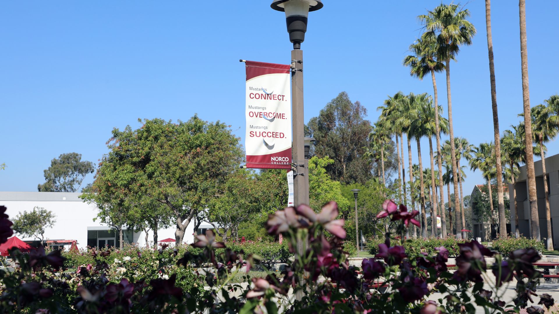 Norco College campus with banner on lamppost.
