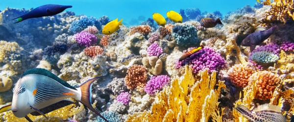 Image of Belize